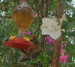 Red-crowned Woodpecker